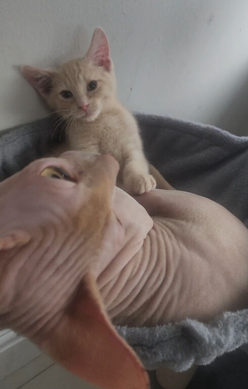 Sphynx cross ragdoll kittens ready now
