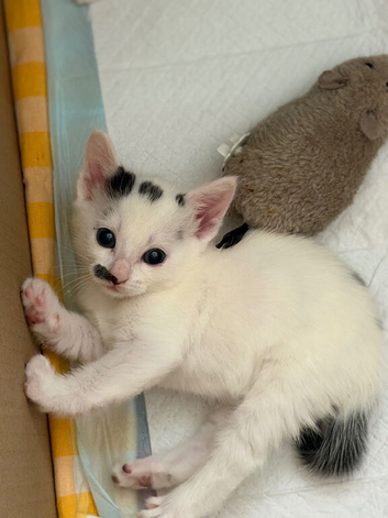 Beautiful kittens