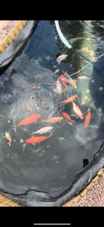 Plenty of pond fish available