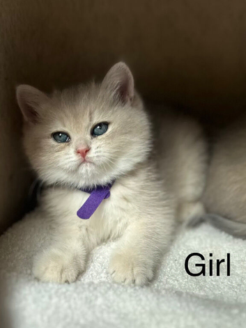 Adorable fur babies