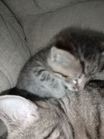 3 Senegal cross kittens