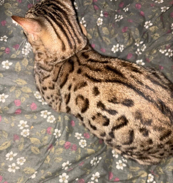 Bengal boy