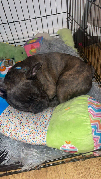Buldog