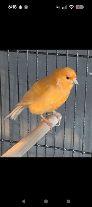Unsex Canary