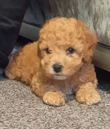 F1BB CAVAPOO PUPPIES