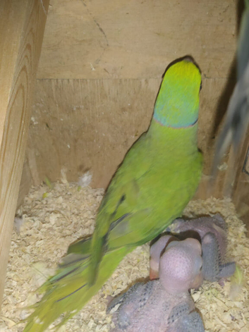 Proven breeding pair of Indian Ringneck