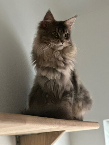 GCCF Fully Registered Maine Coon Kittens
