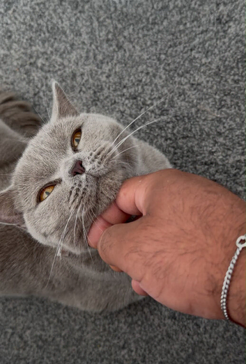 Beautiful lilac British shorthair girl