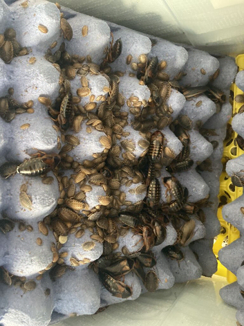 (LAST ONE)500 feeder roach colony with adult breeding males and females ( well fed and very healthy)