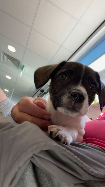 14 week old jack russel puppy has had flee and worm treatment and has had her first vaccination