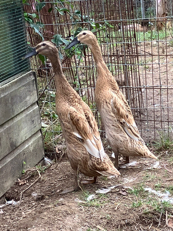 Indian Runner Ducks