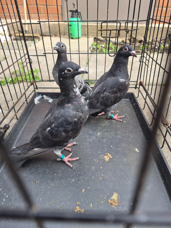 Raceing pidgeons jannsen