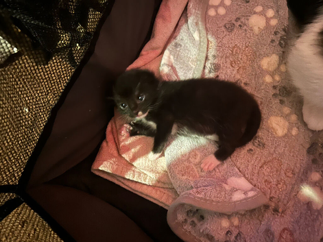 2 kittens for sale