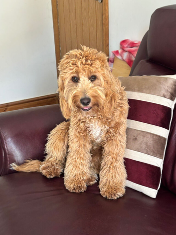 9 months girl cockapoo