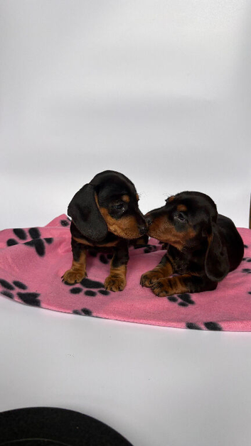 2 gorgeous miniature dachshund puppies