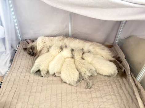Bluepoint ragdolls for sale