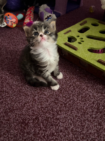 3/4 Maine Coon kittens