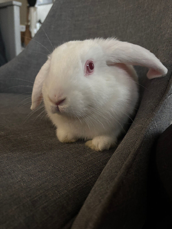 baby bunny