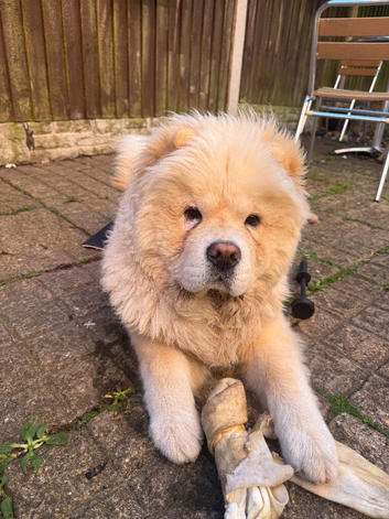 Barnaby the chow chow