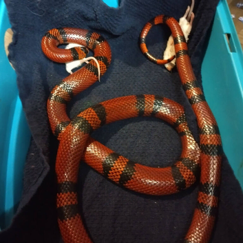 milk snake and vivarium