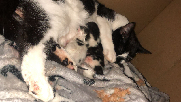 Kittens for sale