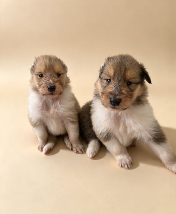 Sable tri puppies