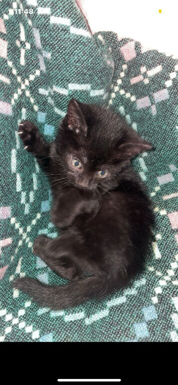 3 black kittens for sale