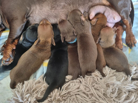 5 mini dachshunds
