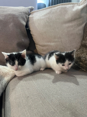 Adorable Black & White Kittens Looking for Loving Homes