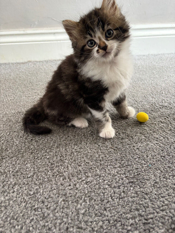 Tabby kitten