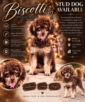 Chocolate Phantom Toy Poodle For Stud