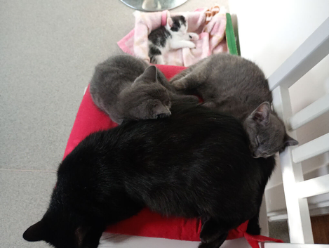 Kittens