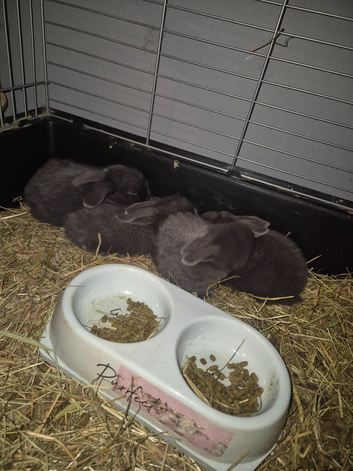 4 pure grey rabbits
