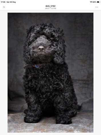 4 Cockerpoo puppies