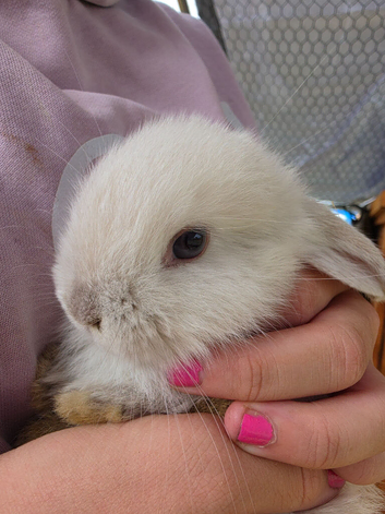 Mini lops