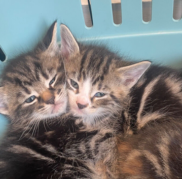 Kittens for sale