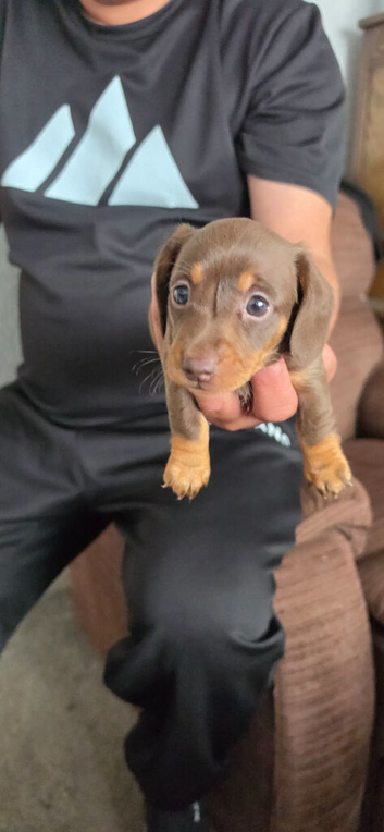 Miniature dacshund puppies
