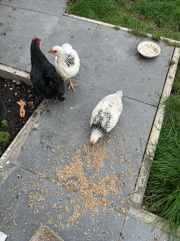Chicken and chicks