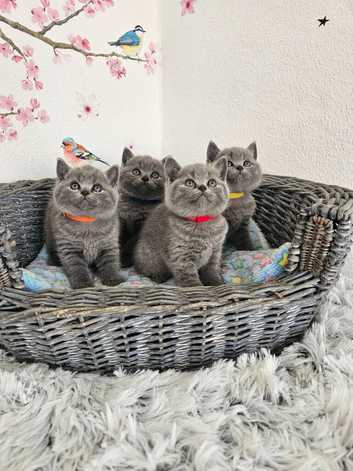British Shorthair Kittens