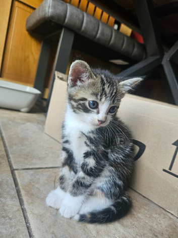 2x kittens left