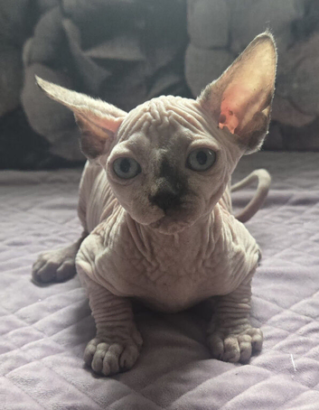 Sphinx kittens available