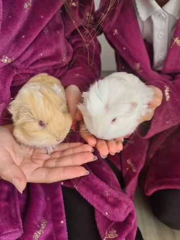 Boy and girl babies guinea pigs