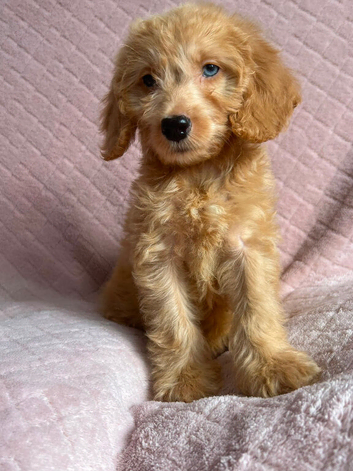 Cockapoo puppies