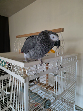 African grey parrot 19 yrs old boy comes with cage
