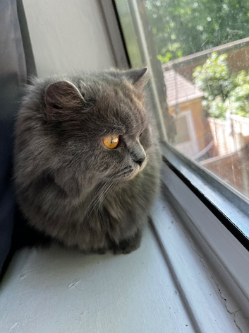 Beautiful female British longhair