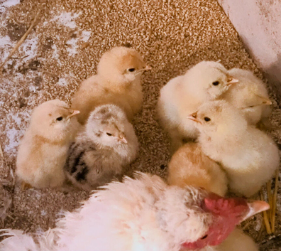 Brahma chicks