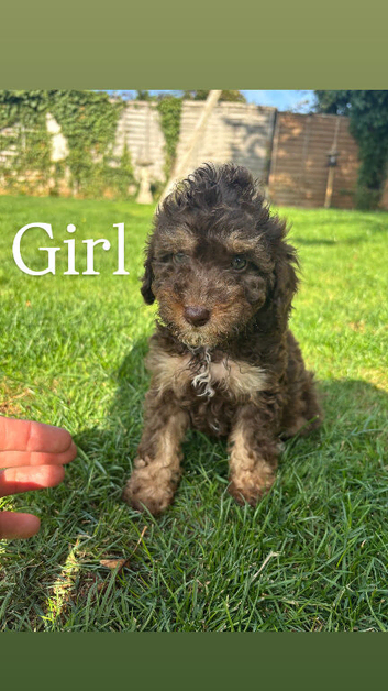 Cockapoo puppies