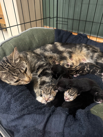 Kittens for sale available October 31st