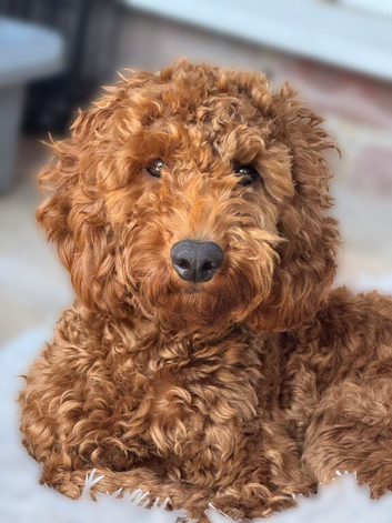 Cockerpoo male 10 months old
