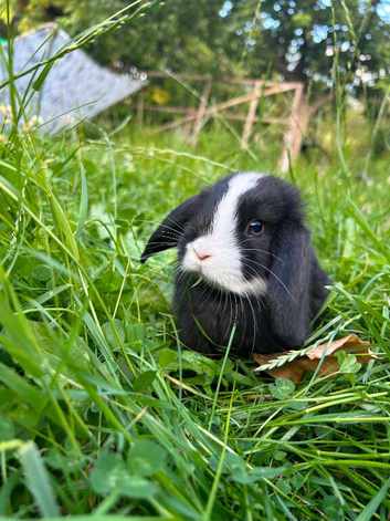 STILL AVAILABLE, ready to leave , looking for new home